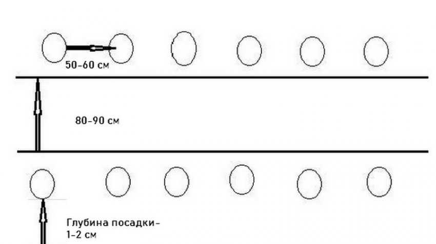 Схемы посадки огурцов в открытый грунт на шпалеру