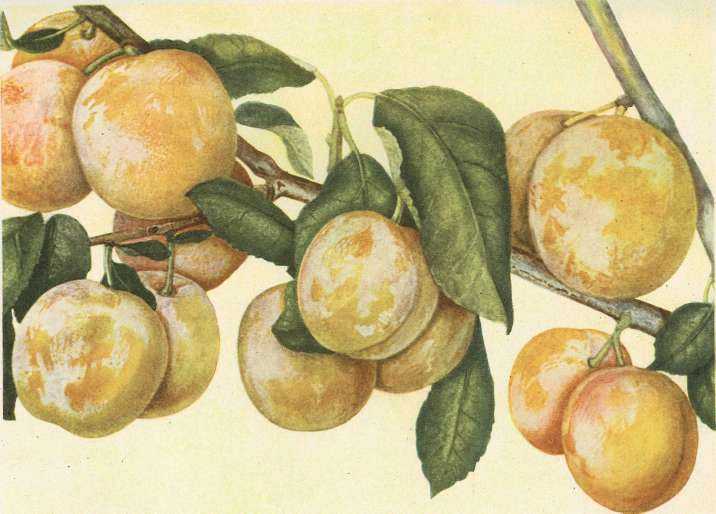 Слива сорта персиковая: особенности посадки и агротехники