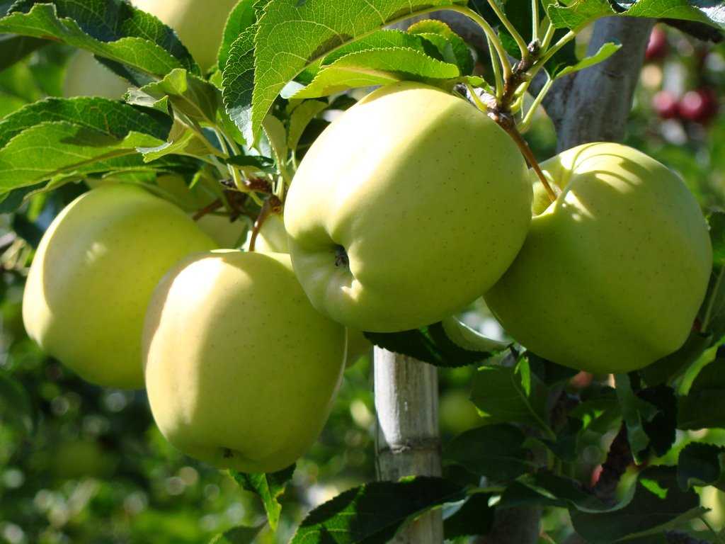 Сорта яблони для северо-запада: описание и фото лучших сортов