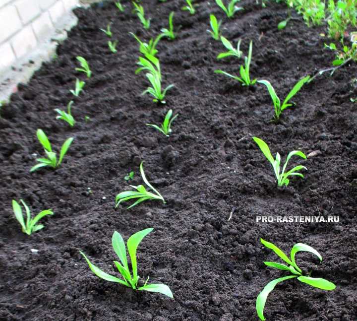 Флоксы однолетние: посадка и уход, выращивание из семян и рассады + фото