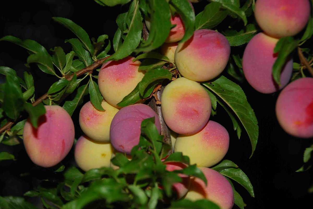 Персиковая слива: описание сорта, особенности выращивания, отзывы :: syl.ru