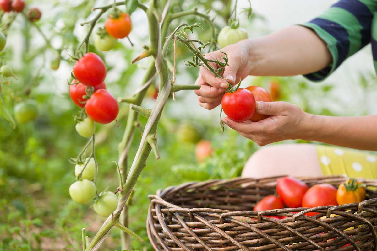 Уход за помидорами в открытом грунте и теплице: подвязывание, подкормка, полив, окучивание и др.