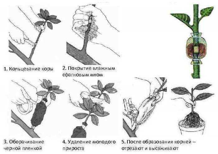 Посадка айвы осенью: как и когда сажать саженцы айвы