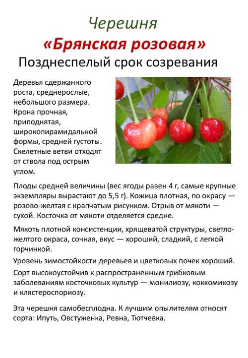 Перечень опылителей для черешни - агро журнал dachnye-fei.ru