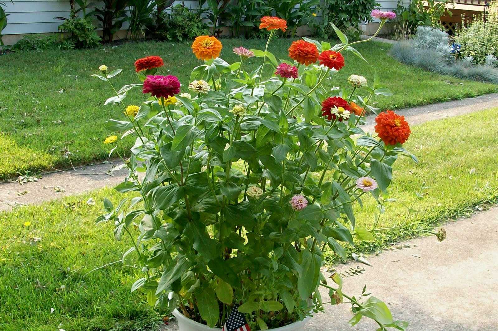 Цинии в саду: фото, оформление клумб с цветами-дюймовочками в ландшафтном дизайне