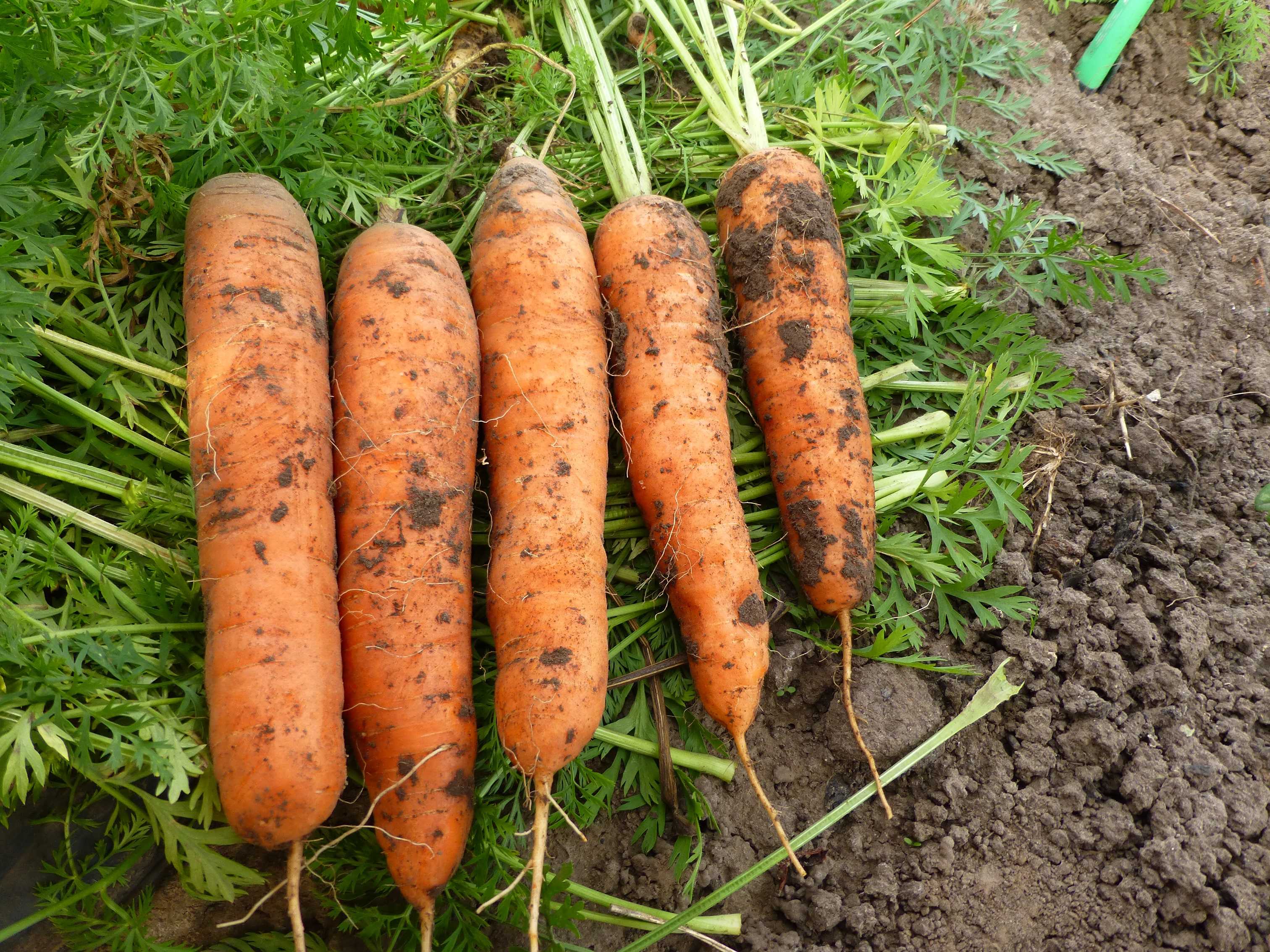 Когда убирать морковь и свеклу в подмосковье в 2022 году: таблица благоприятных дней, влияние сорта, советы по хранению