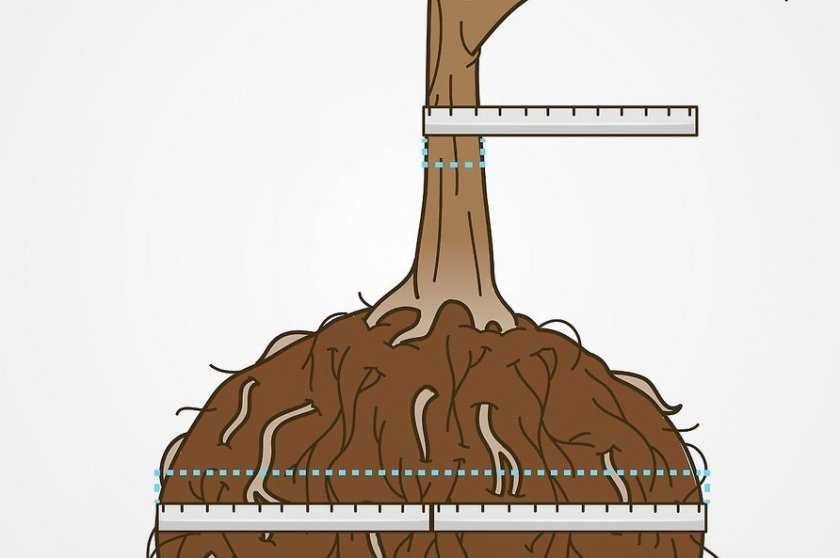 Как правильно посадить саженец дуба осенью. условия успешного выращивания дуба. личный взгляд на могучий дуб и уход за священным деревом