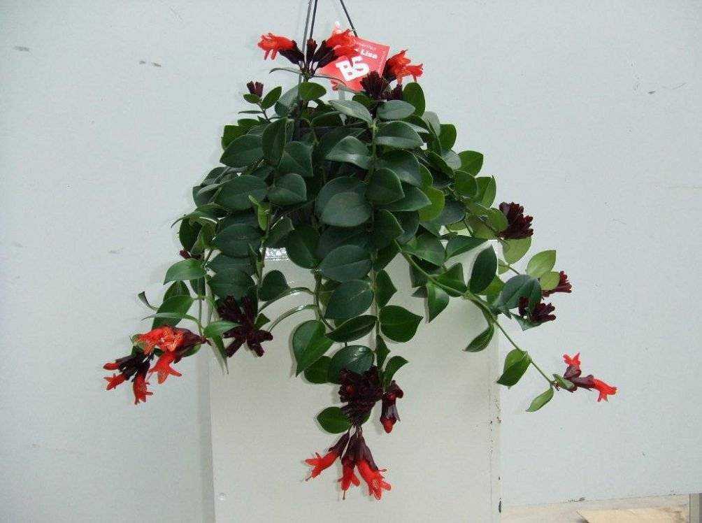 Комнатный цветок эсхинантус — выращивание в домашних условиях