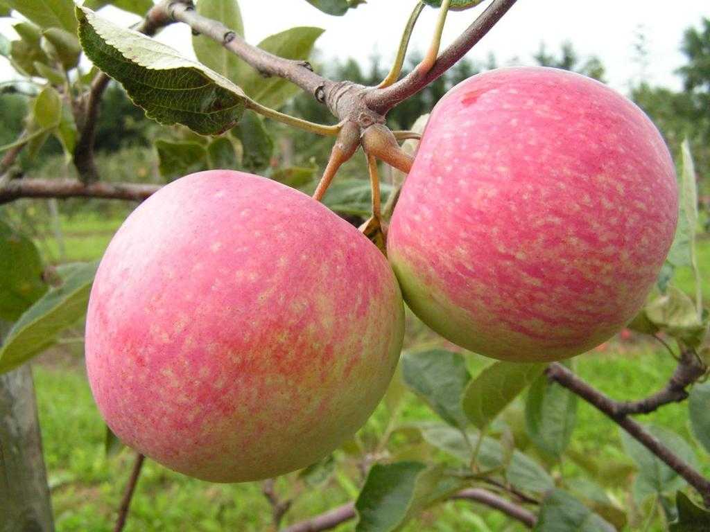 Как сформировать крону яблони от высадки до плодоношения: схема, видео