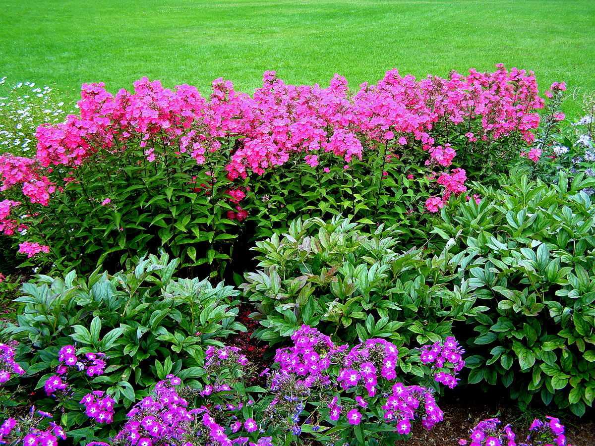 Пупавка (антемис): фото цветка, посадка и уход за травянистым растением в открытом грунте