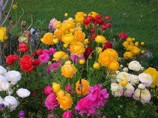 Лютик садовый: выращивание и уход за цветком, посадка растения в открытом грунте