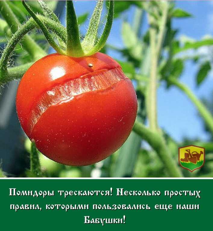 Почему помидоры мелкие и уже краснеют. что делать в теплице, открытом грунте