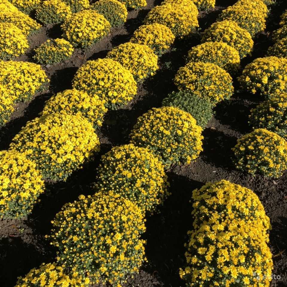 Шаровидные хризантемы: описание, лучшие сорта и виды, посадка и выращивание, уход после цветения + как сохранить зимой