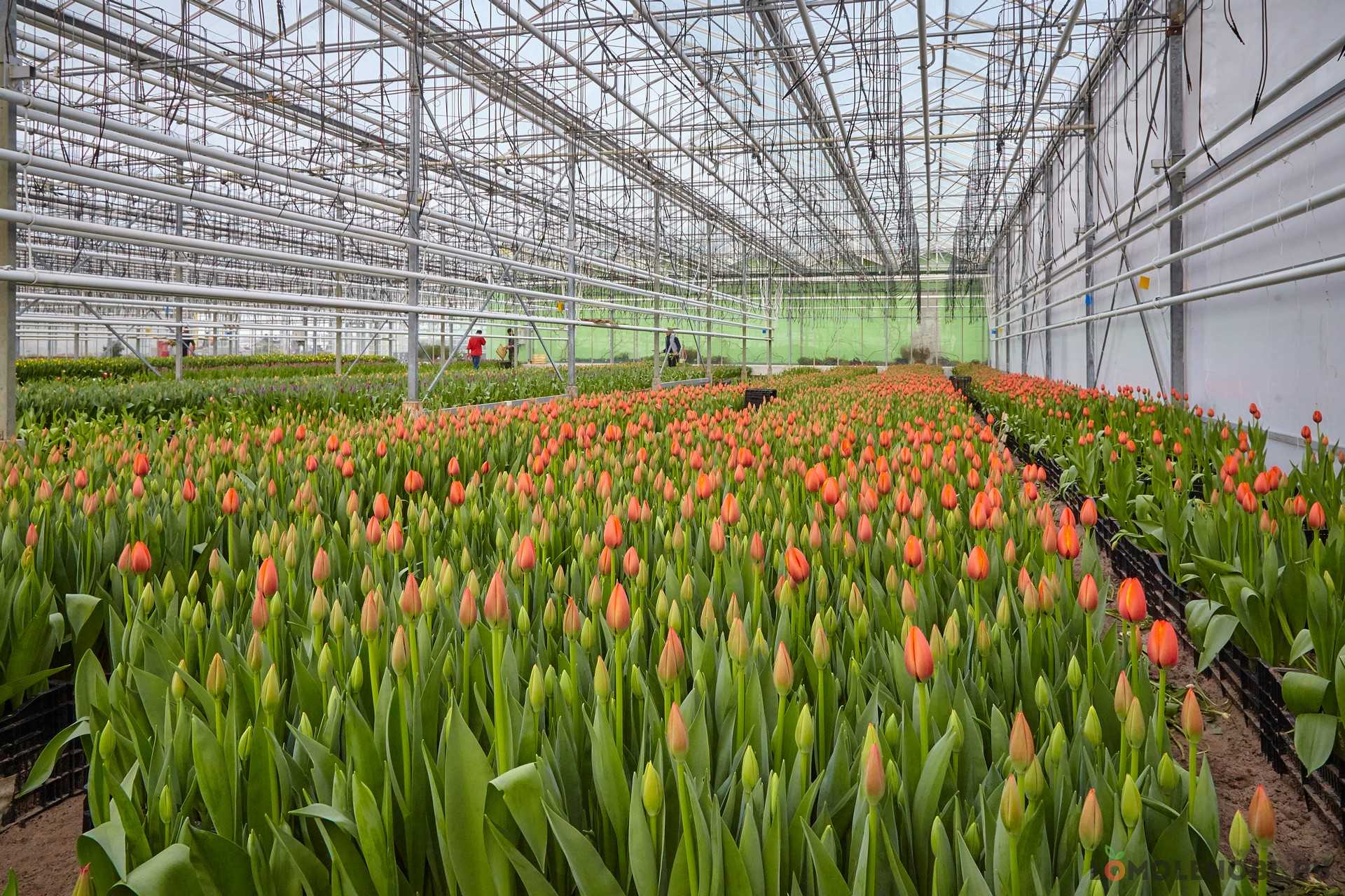 Выращивание тюльпанов в теплице к 8 марта для начинающих: сроки посадки, особенности ухода