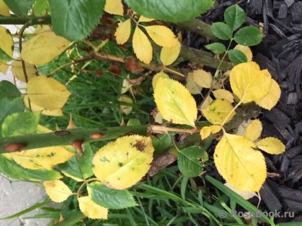 Почему у розы желтеют листья - причины и советы что делать (фото + видео)у розы желтеют листья — лечение и уход