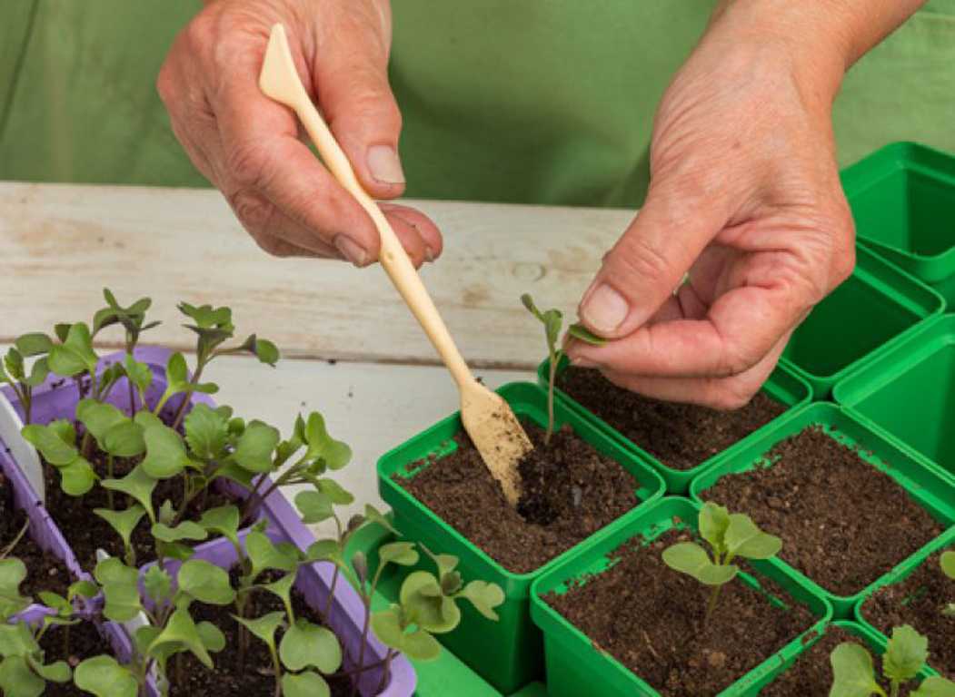 Высадка рассады арбузов в открытый грунт: как правильно и когда высаживать пошагово с фото — как сажать арбузы в открытый грунт рассадой