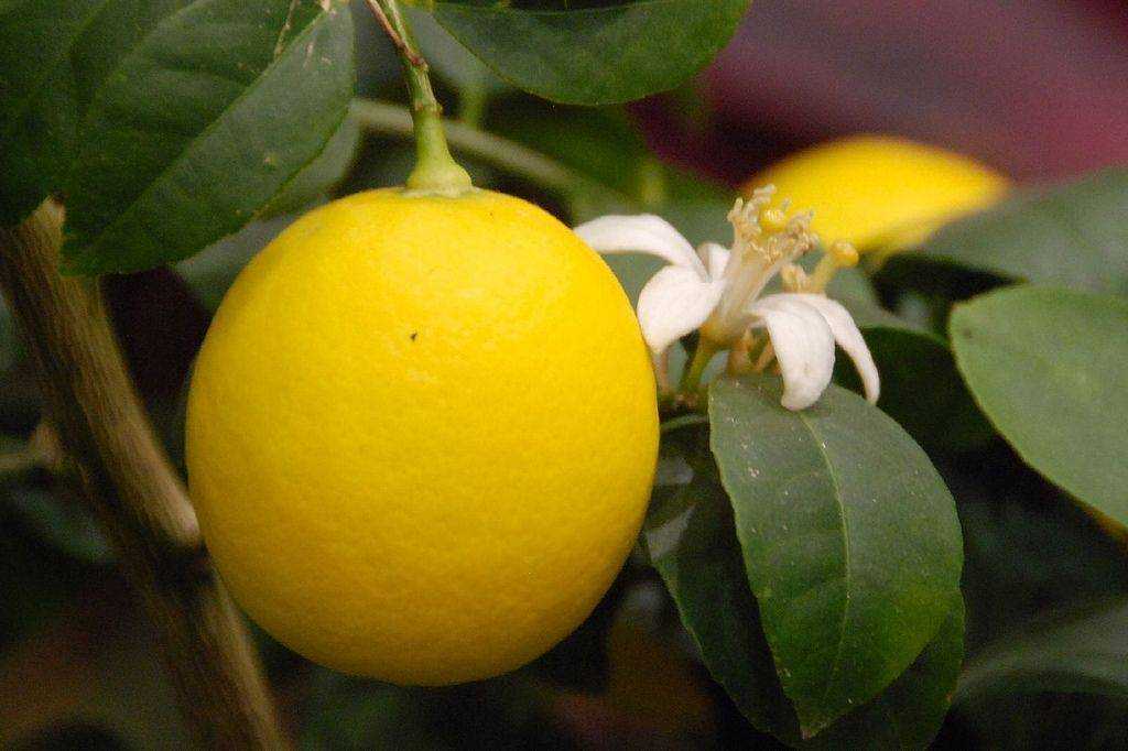 Плоды домашнего лимона