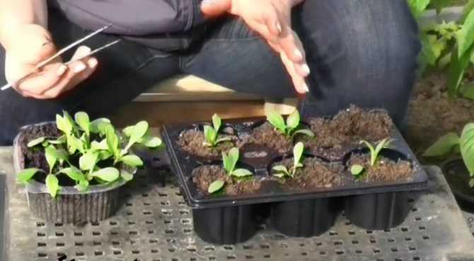 Как вырастить георгины из семян в домашних условиях