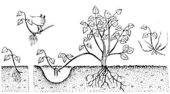 Рододендрон для вашего сада: правила посадки и ухода