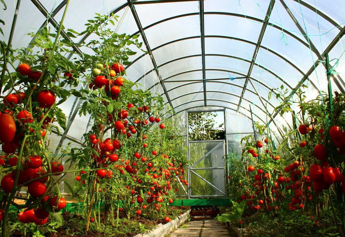 Выращивание томатов в теплице разными способами