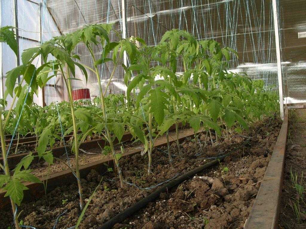 Схема посадки томатов в теплице 3х6 и других: на каком расстоянии сажать помидоры