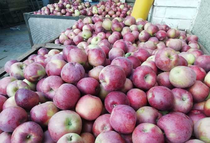 Описание сорта яблони богатырь – морозостойкость, опылители, отзывы
