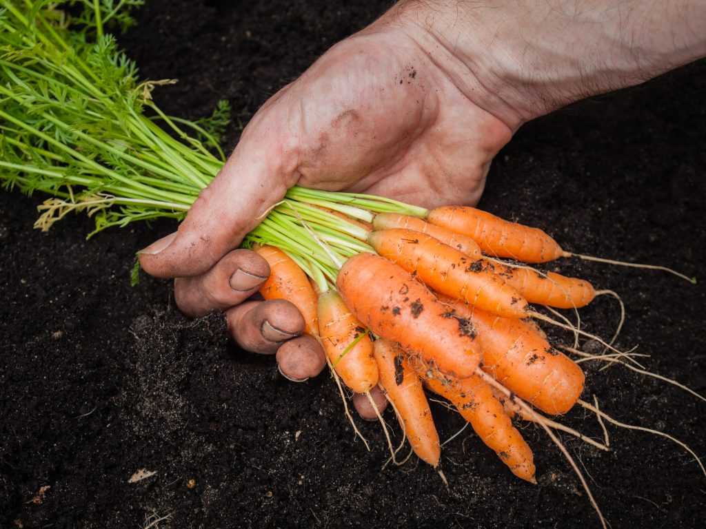 Как по внешнему виду определить, что пришла пора копать свёклу и морковь Когда примерно приходят эти сроки в разных регионах