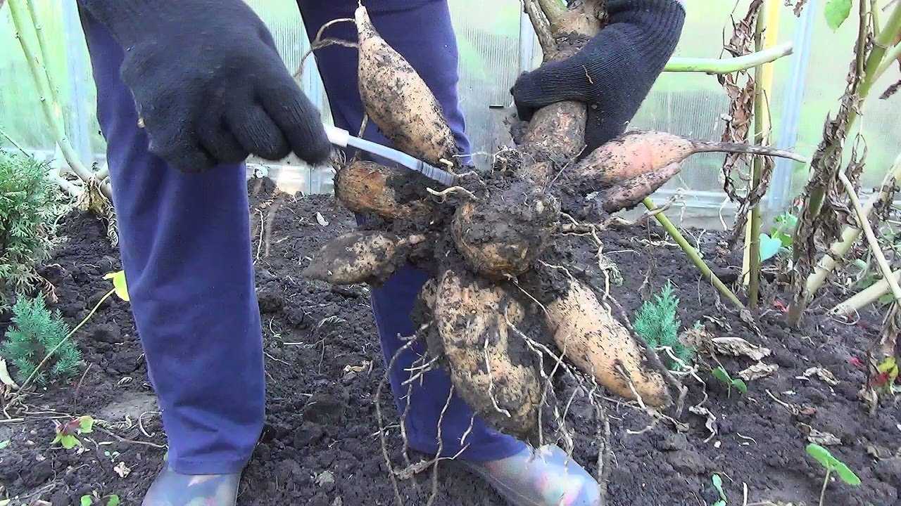 Как правильно сажать георгины весной в открытый грунт