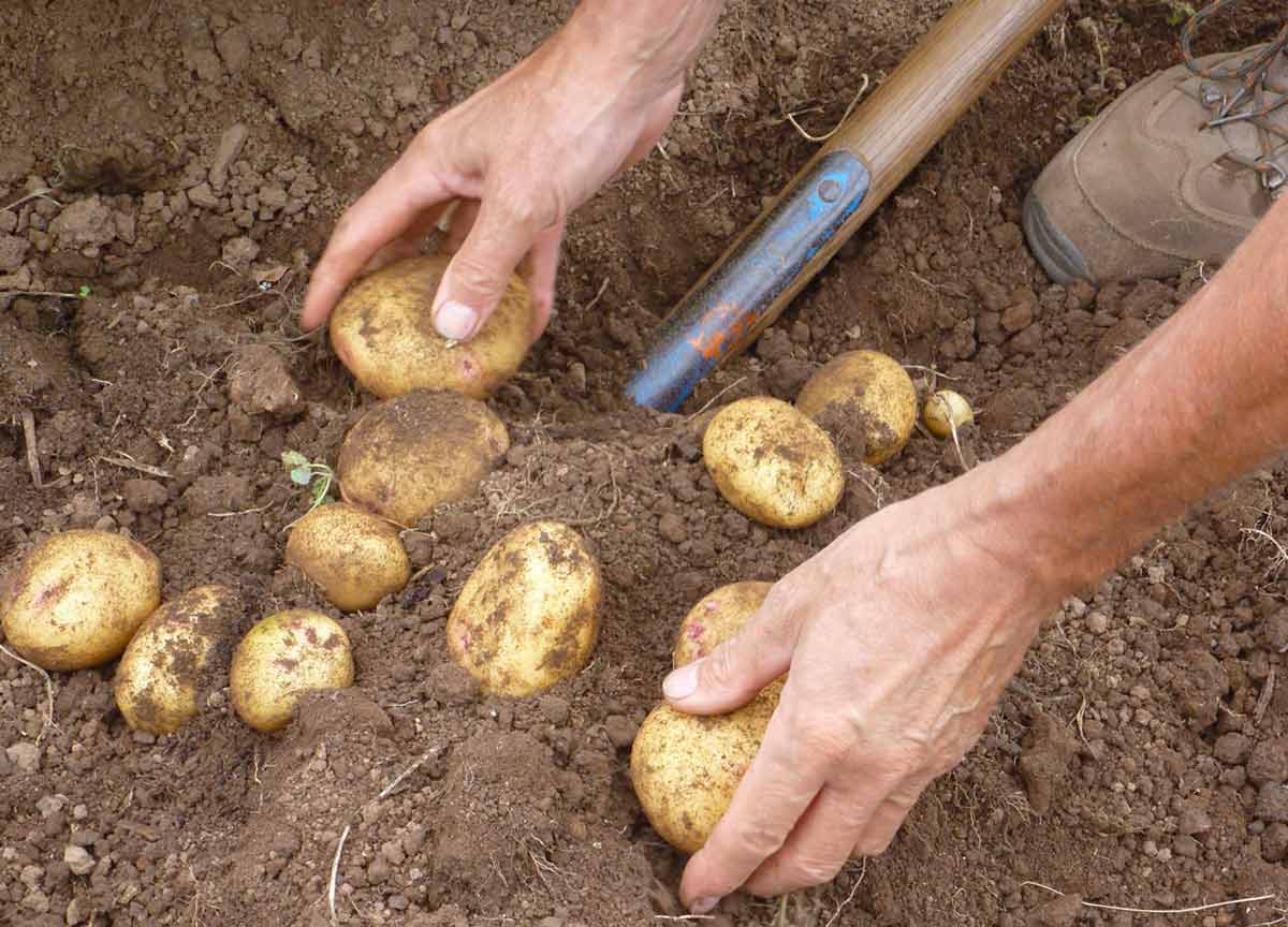 Картофель: выращивание и уход, агротехника и технологии выращивания в открытом грунте