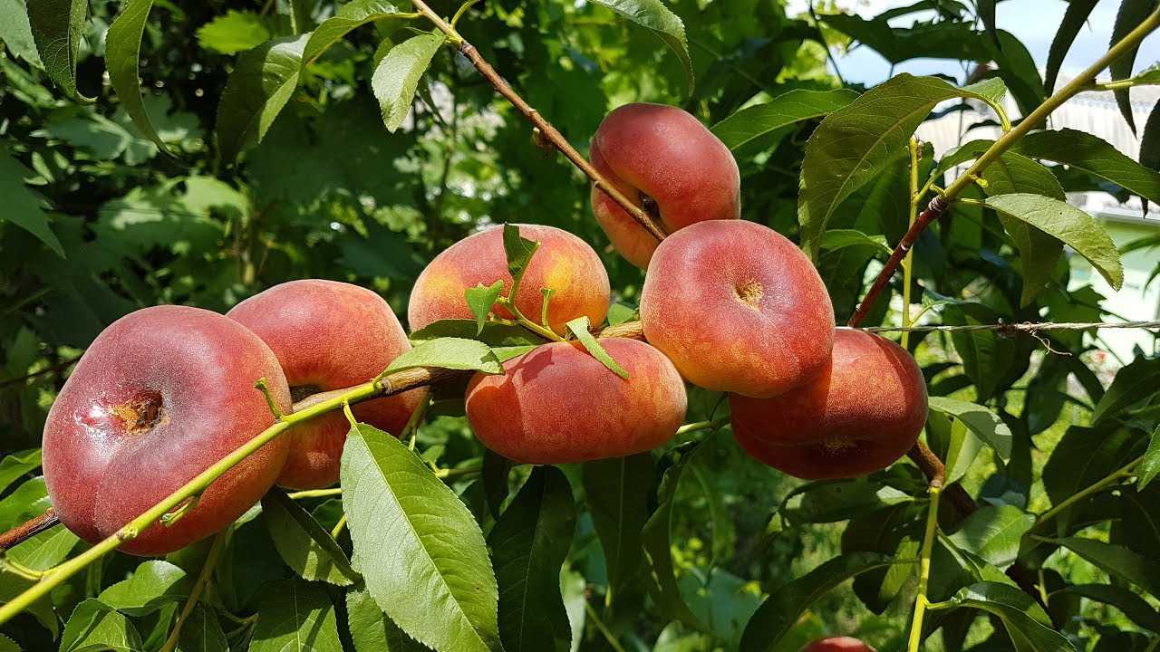 Инжирный персик: выращивание из косточки и уход