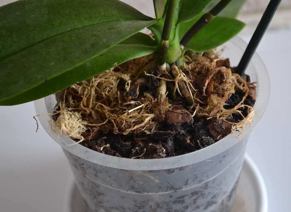 Какой должен быть состав грунта для выращивания орхидей