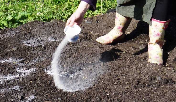 Как удобрить землю под картофель осенью, подготовка почвы