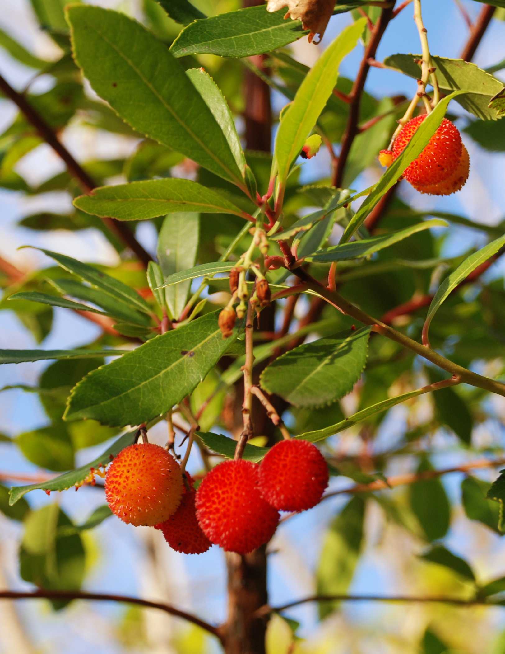✅ где растет земляничное дерево арбутус, плоды, уход - сад62.рф