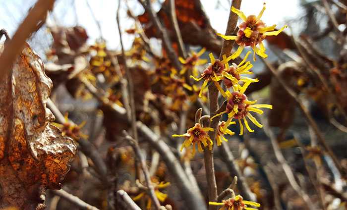 Гамамелис весенний – удивительное растение Его очень необычные и декоративные цветки появляются ранней весной или даже зимой, в период морозов