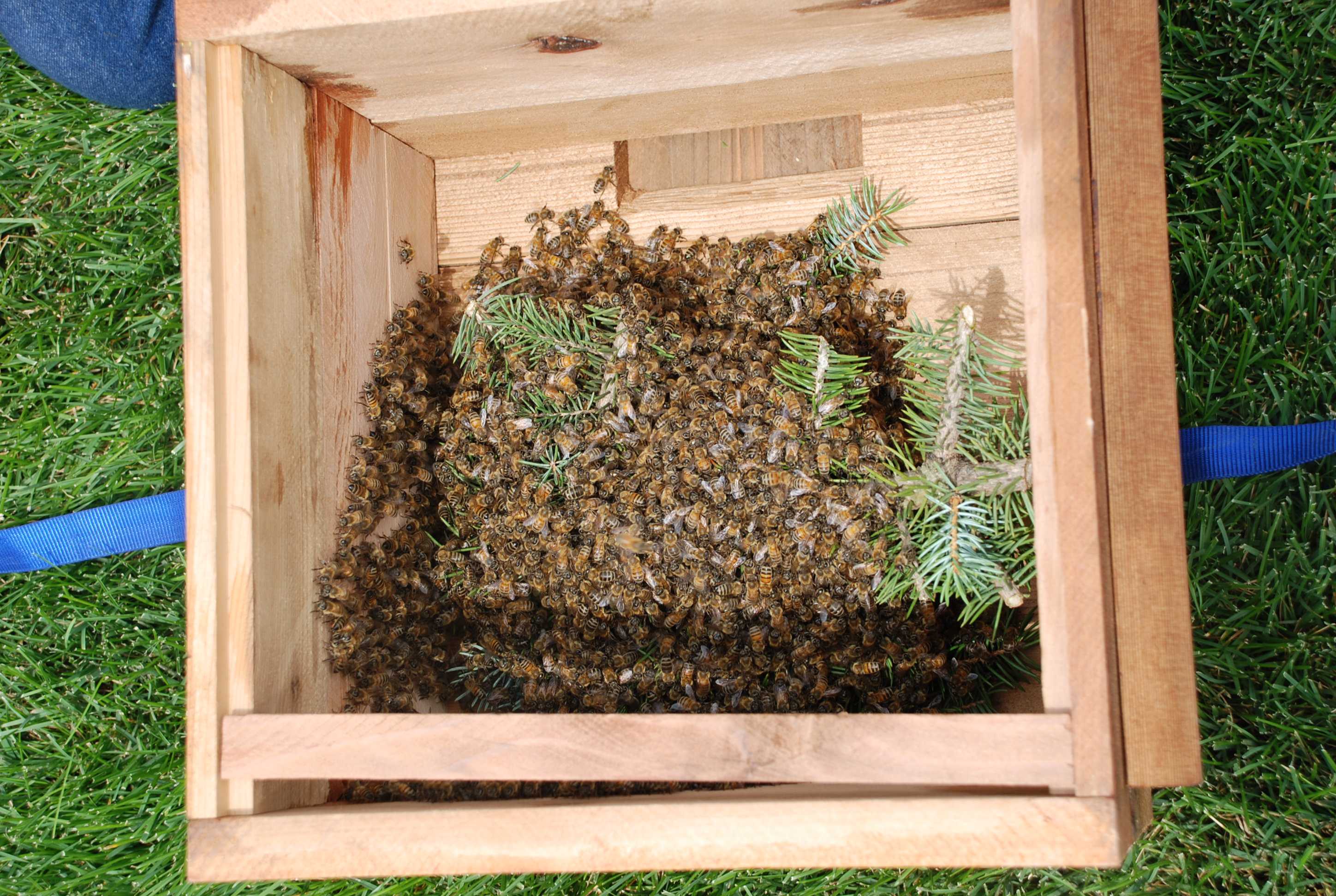 Ловушки для пчел: чертежи, конструкция, как сделать своими руками? | пчеловодство | пчеловод.ком