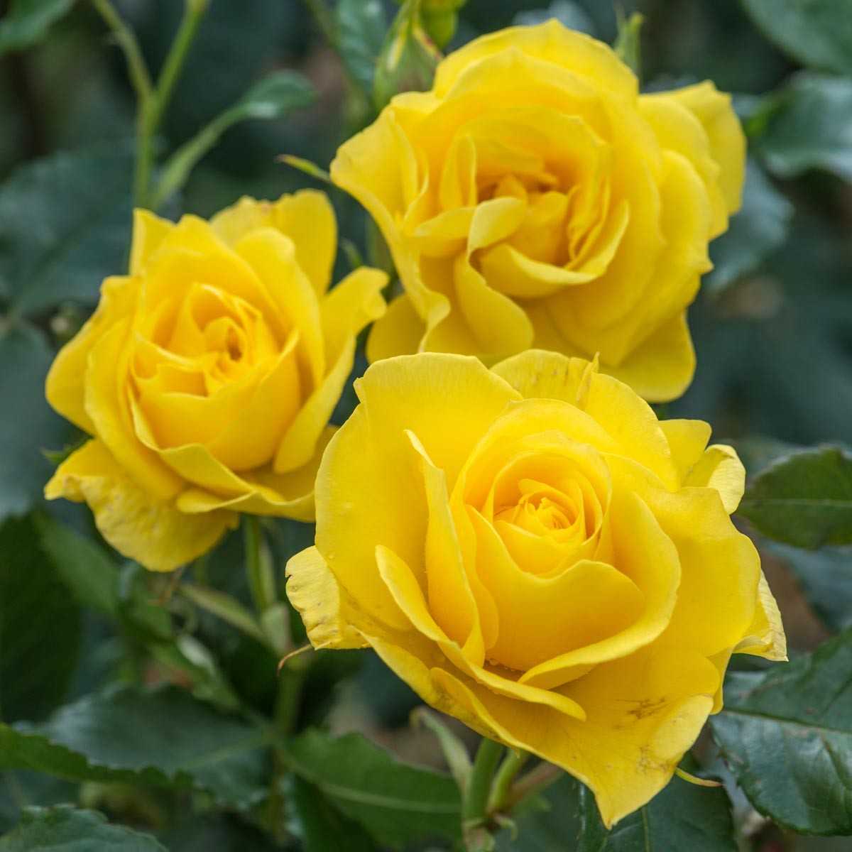 Какого цвета дарить розы - желтые розы значение цвета