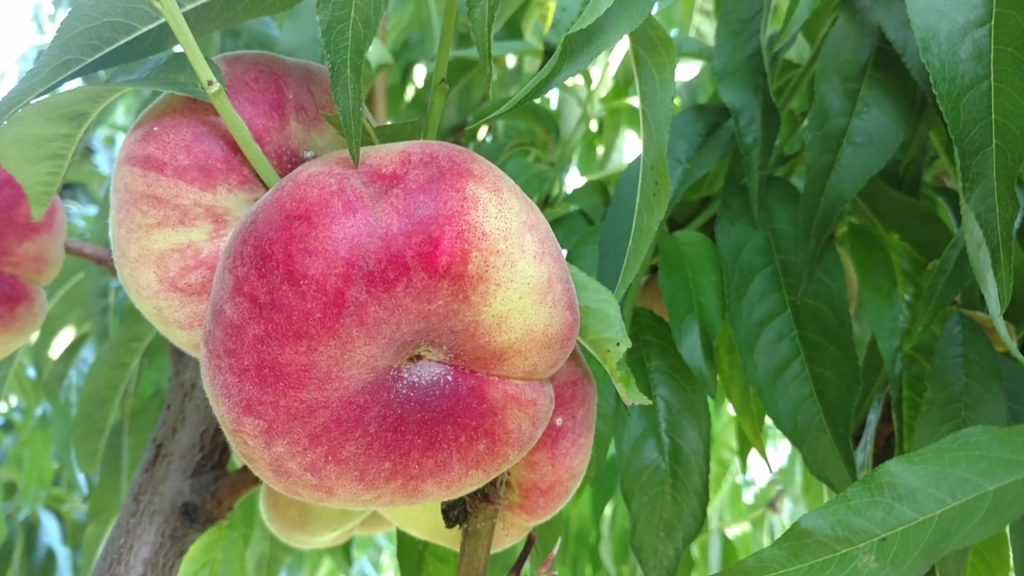 Инжирный персик: описание, сорта, фото, посадка, выращивание и отзывы