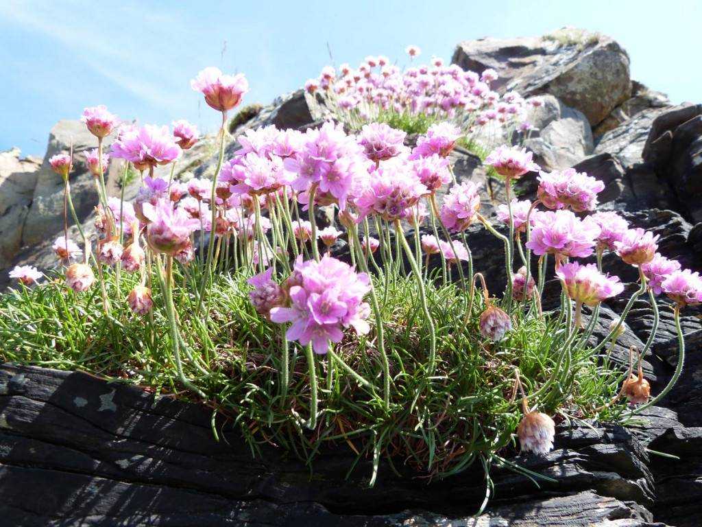 Армерия приморская (великолепная, armeria maritima): выращивание из семян, фото и описание, сорта