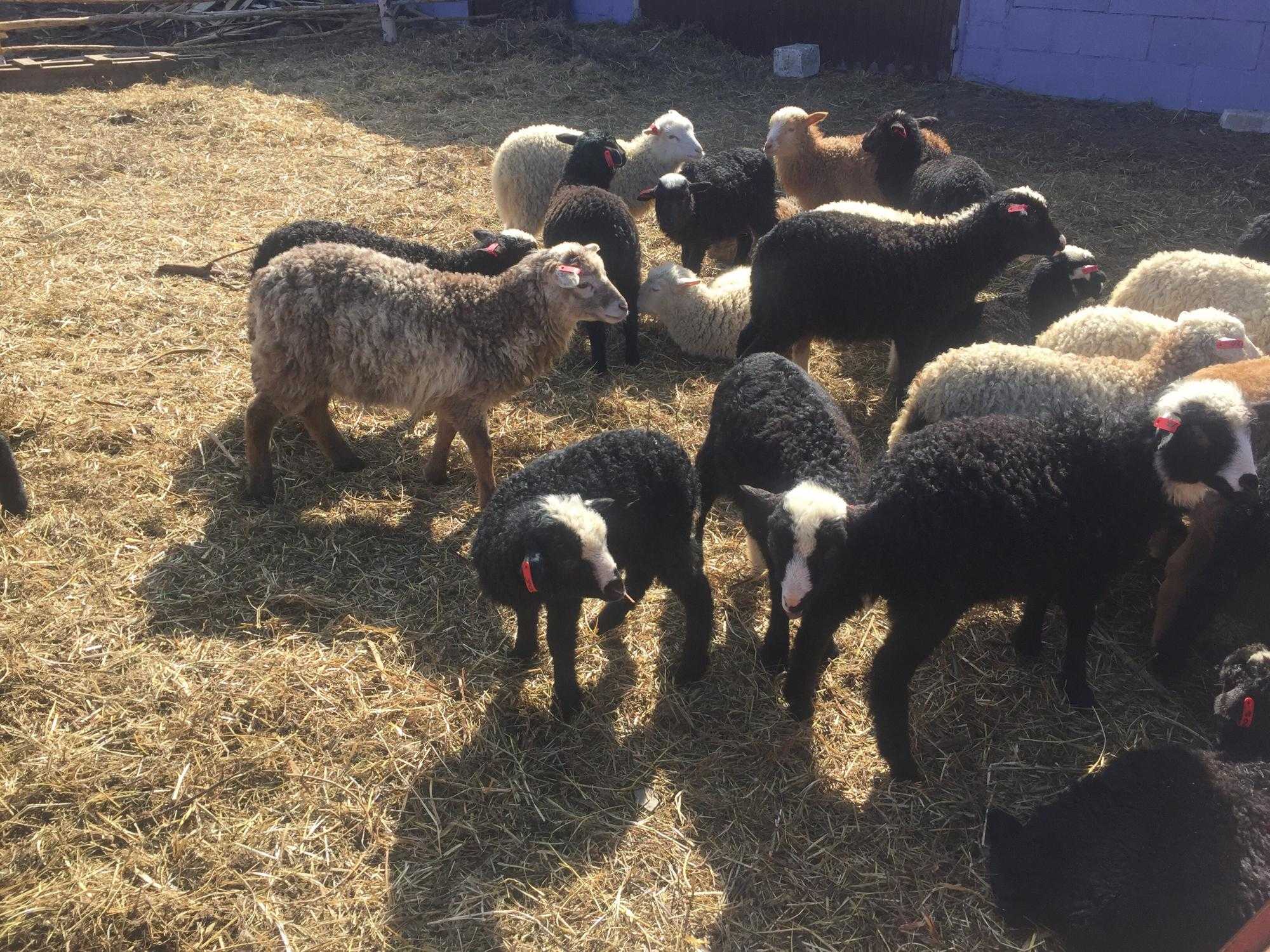 Романовские овцы — особенности породы их содержания. фото — ботаничка.ru