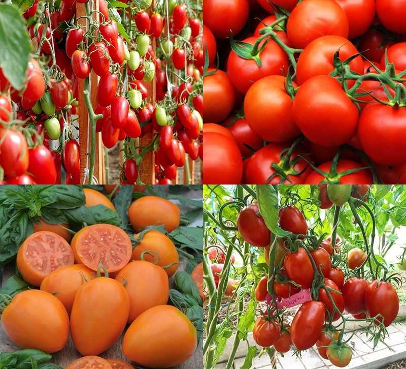 Все про лучшие сорта томатов и помидоров для теплиц - самые урожайные сорта для северных регионов, для влажной, зараженной почвы и для продажи Новый рейтинг лучших семян