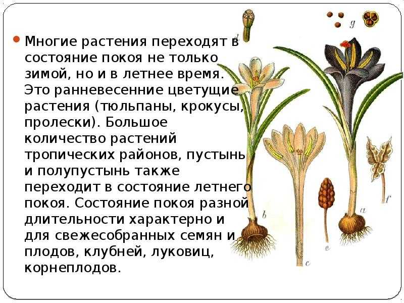Период вегетации: описание понятия, определение у различных растений, сроки