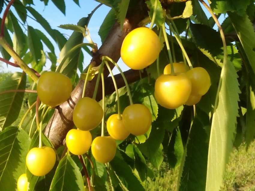 С желтыми ягодами черешня не такая привередливая, как ее красноплодная родственница Такую черешню без особых проблем можно выращивать в районе Подмосковья