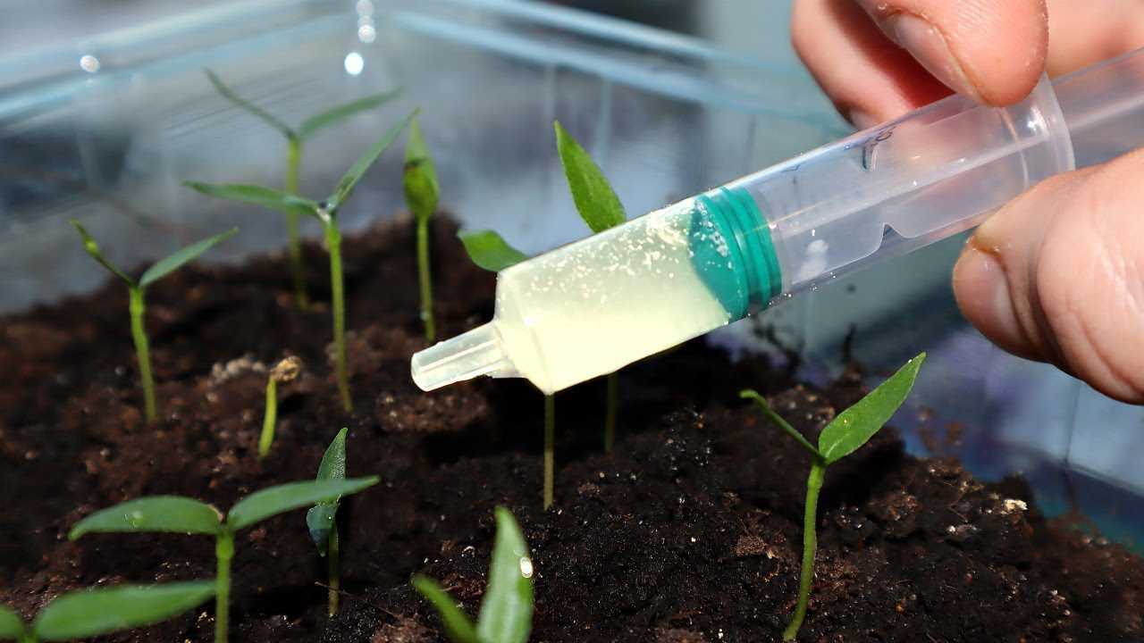 Нашатырный спирт в огороде: применение для растений и от вредителей