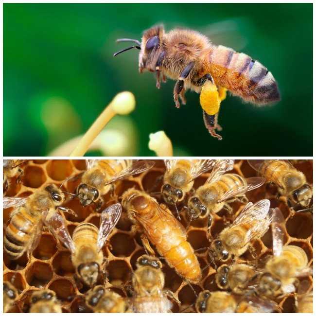 Породы пчел с названиями и фото: черная, среднерусская, земляная и другие виды с описанием