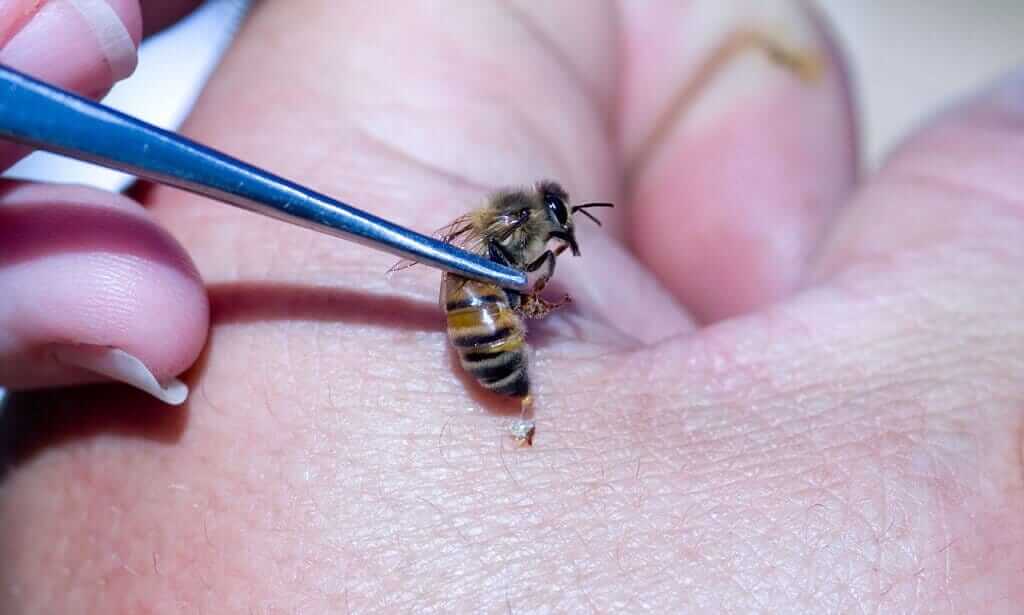 Породы пчёл