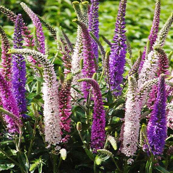 Выращивание многолетнего цветка вероники: виды, особенности посадки растения, фото