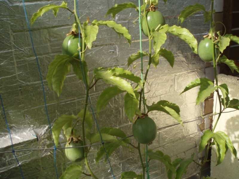 Маракуйя в домашних условиях- условия выращивания плодов
