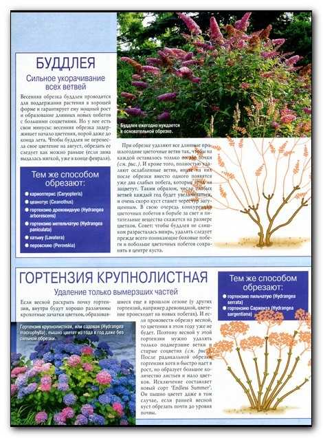 ᐉ цветок будлея: посадка и уход, фото, выращивание из семян и размножение, виды - roza-zanoza.ru