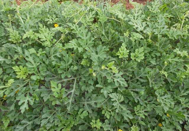 Дыня: выращивание рассады, когда и как сажать, уход и сорта для сибири, урала и подмосковья
