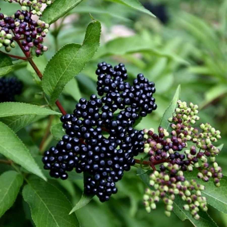 Род Бузина насчитывает до 40 видов, самым декоративным из которых признана бузина черная Растение не требовательно в уходе и шикарно смотрится в саду, что можно увидеть на фото